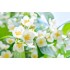 Greenfield Jasmine Dream Natural Aroma Loose Leaf Tea 100 g